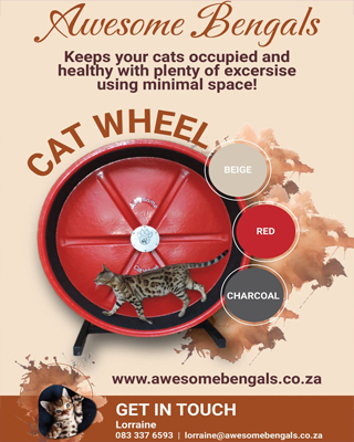 Awesome Cat Wheels for Sphynx exercise